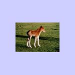 pf-foal-new-forest01.jpg