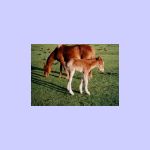 pf-foal-new-forest02.jpg